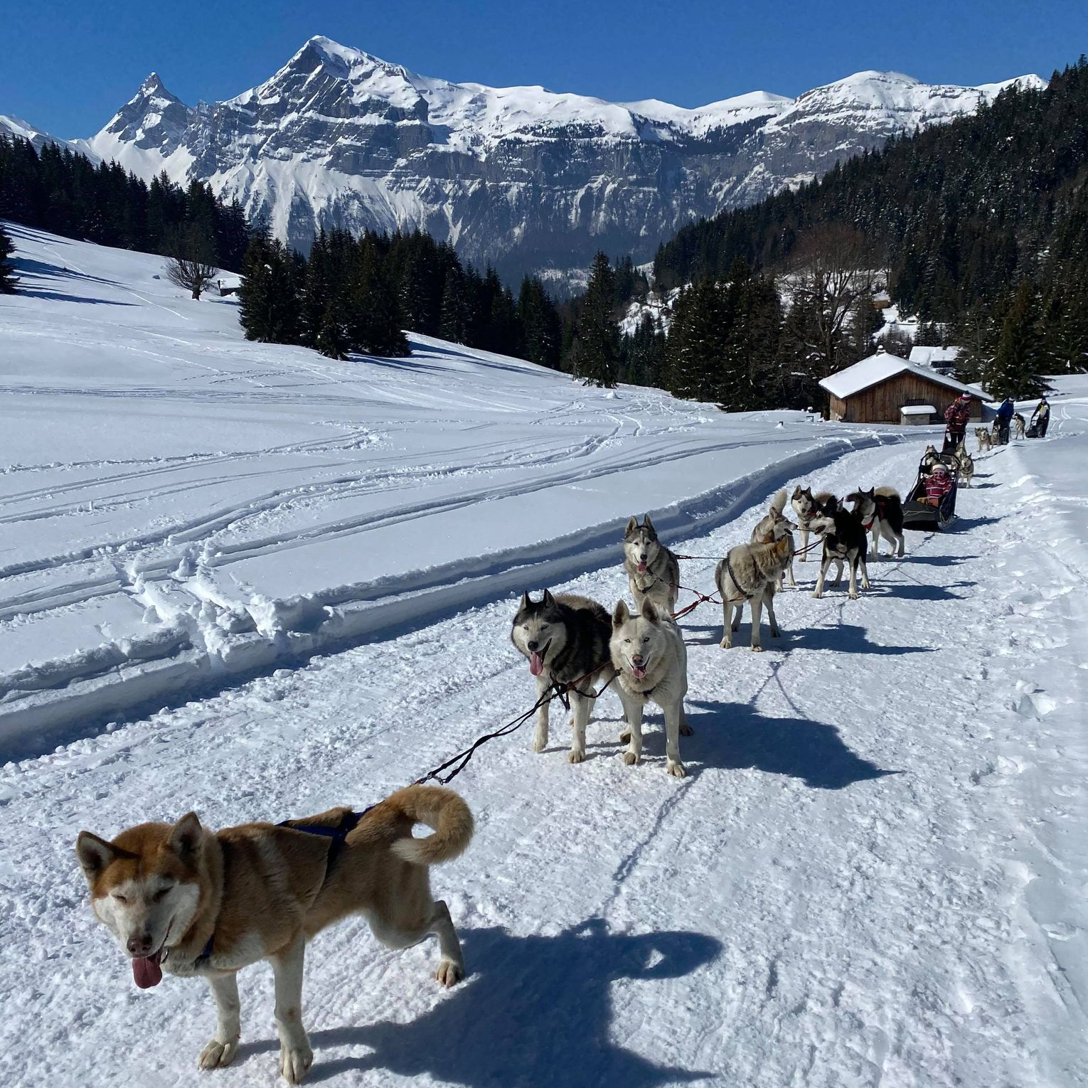 Chiens de traineau